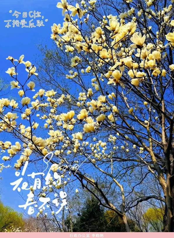 春光有话说 | 假如​春天有弹幕